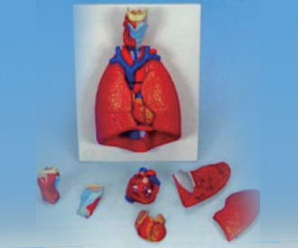 肺部结构